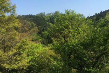 佐山製作所栃木工場周辺の木の風景
