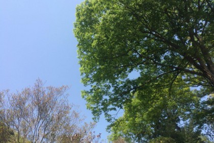 佐山製作所栃木工場周辺の木の風景